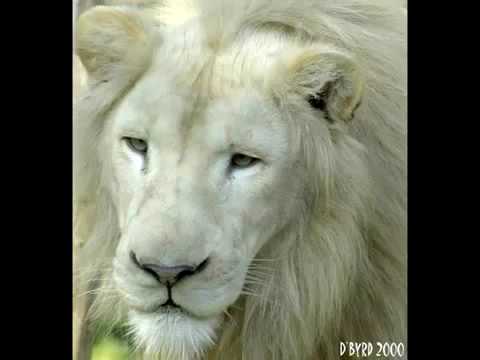 EL LEON ESTA EN PELIGRO DE EXTINCION el leon esta en peligro de extincion: