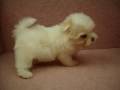 videos de 10/16瑪爾濟斯 Maltese -母幼犬-日新犬舍