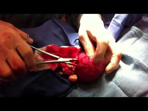 how to dissolve bladder stones in dogs