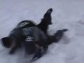 backyard-football-of-joey.html