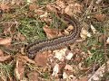 South Downs reptiles