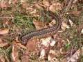 South Downs reptiles