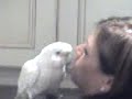 Mango the Magnificent Cockatoo