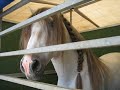 caballos raza española