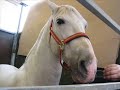 caballos raza española