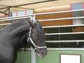 Caballos Raza Española