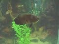 Tiger Oscar Fish Trick ( pellets launcher ) Aquarium