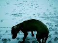 it snowed in chicago today :( so i took a quick video of it. 

music: winter by tori amos

and yes, i wrote 