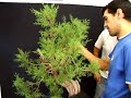 Juniperus phoenicia - Stefano Frisoni Juniperus phoenicia - Stefano Frisoni