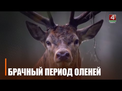 Под Гомелем можно стать свидетелем брачного таинства оленей видео