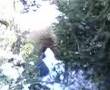 videos de xmas tree chopping