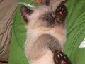 chat volant flying cat
