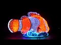 Electrical Parade Dreamlights #2 東京ディズニーランド エレクトリカルパレード