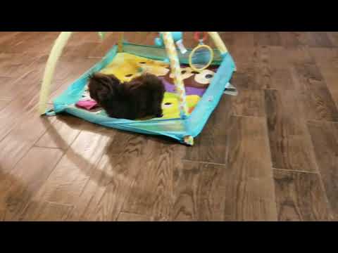 Trixie loves to play!