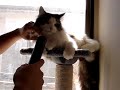 掃除機に吸われるメインクーン