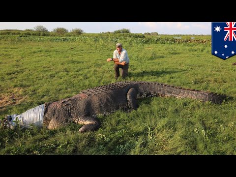 Giant crocodile: Outback Wrangler Matt Smith catches monster croc in Australia - TomoNews