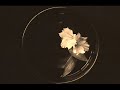 「流星ワルツ」。