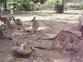 Kangaroos