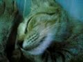 眠りネコ動画