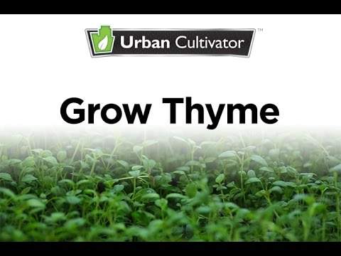 how to grow thyme indoors