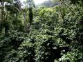 videos de BOREAL FOREST