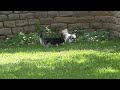 Click here to watch this video Daisy and Molly Meet Zimba.mpg