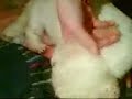Shizu-Dame Jana bekommt ihre Babys Shizu-Dame Jana bekommt ihre Babys