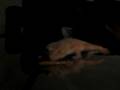 videos de Lepord gecko feeding time