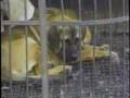IAKA - South Korean Dog Markets