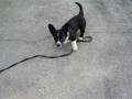Cardigan Welsh Corgi - Bruno