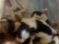 Month Old Puppies 1