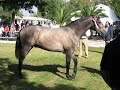 HISPANOARABES V JORNADAS ECIJA 2006