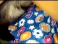 Sexy girl going to sleep. Ferret crawling into drawer for a nap.