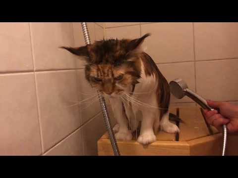 Maine Coon Cat: How To Shower Your Cat 🛀