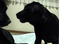 レオの天敵