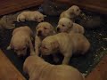 Yellow lab puppies