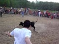 Vaquillas Vaquillas