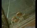 videos de Sphodromanits sp. eating in time lapse / zeitraffer