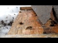 Late Winter Bees Coming to Life