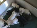 Ricochet Labradors English Lab pups 3 weeks old