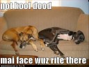 Loldogs Loldogs