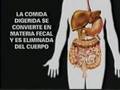 Sistema Digestivo Vellocidad Intestinal-NutricionyDeportes.c