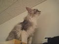 Cat Cafe in Akihabara - 秋葉原の猫喫茶 ねこ・JaLaLa -
