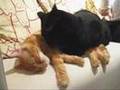 Cat Cafe in Akihabara - 秋葉原の猫喫茶 ねこ・JaLaLa -