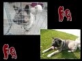 Friends of Akitas Trust (UK)