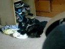 kitty likes bawls