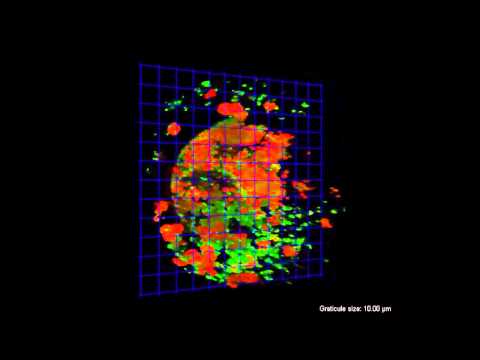 Biology of Reproduction : The Cumulus Cell Layer Protects the Bovine Maturing Oocyte Against…