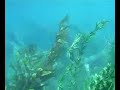 Disneyland Update Nemo Subs 2007 PART ONE Disneyland Update Nemo Subs 2007 PART ONE