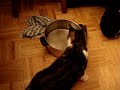 Cat\ Cat\