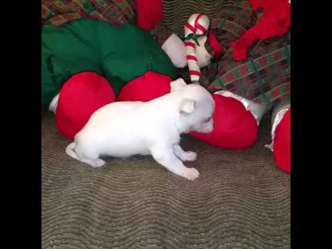 AKC Male White Chihuahua Pup